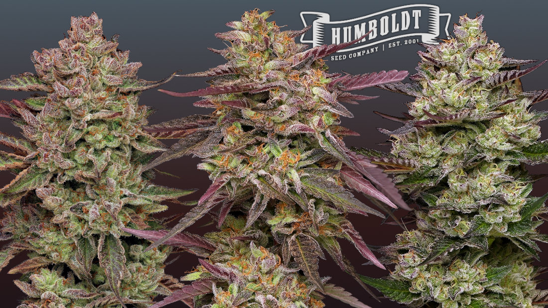 Humboldt Seed Co. New Varieties