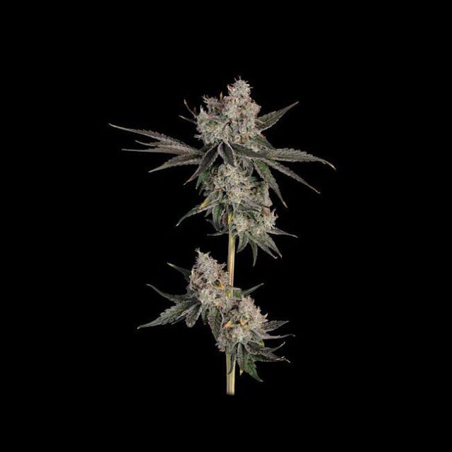 Knockout Feminized Seeds