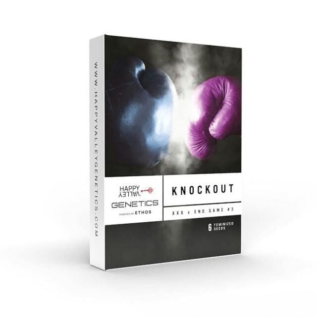 Knockout Feminized Seeds