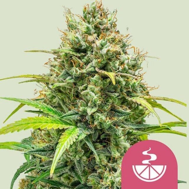 Lemon Skunk Feminized Seeds