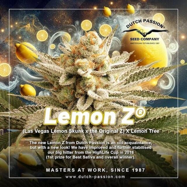 Lemon Z Feminized Seeds