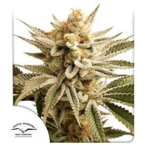 Lemon Z Feminized Seeds