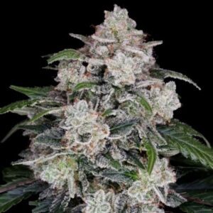 Mac N Me Auto Feminized Seeds