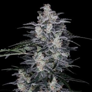 MacNana Auto Feminized Seeds