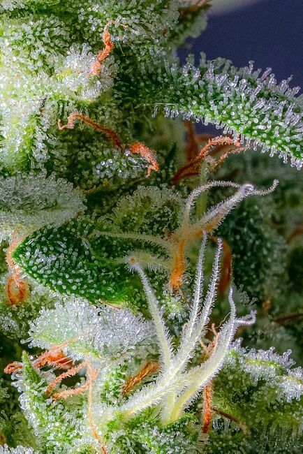 Magic Castle Auto F1 Feminized Seeds