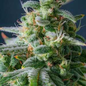 Magic Castle Auto F1 Feminized Seeds