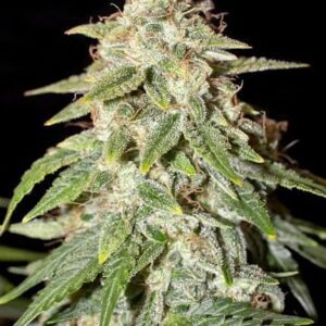 Naptown F1 Auto Feminized Seeds