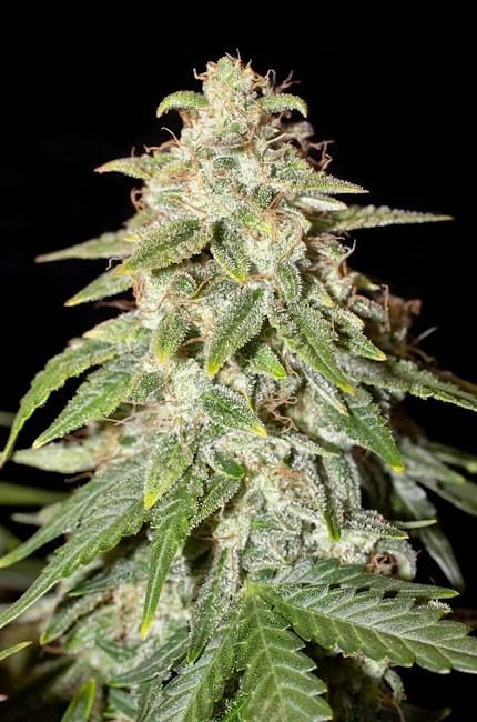 Naptown F1 Auto Feminized Seeds