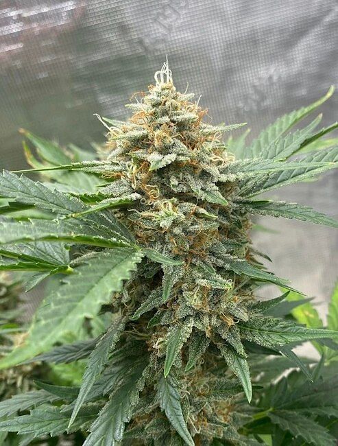 Naptown F1 Auto Feminized Seeds