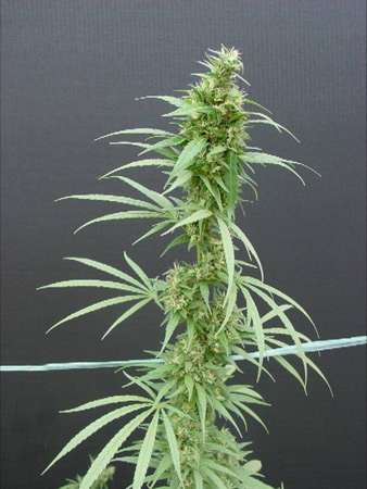 Neville's Haze Regular Seeds