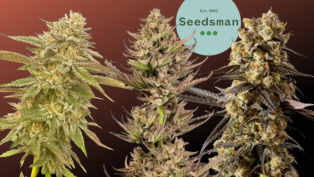 New Seedsman Strains In Stock