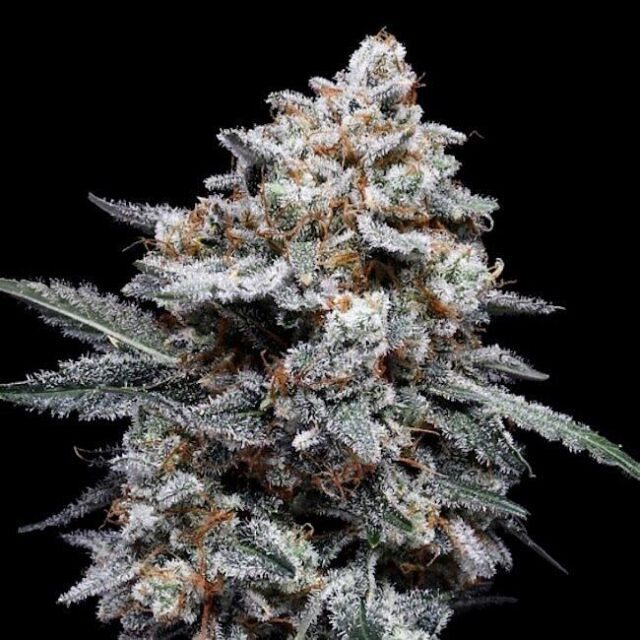 Patrick Swayze Auto Feminized Seeds