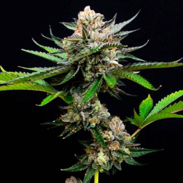 Berry Burst Feminized Seeds