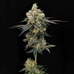 Cheddar Cheeze Feminized Seeds