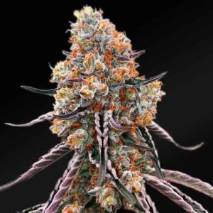 Gelato Sunrise Feminized Seeds