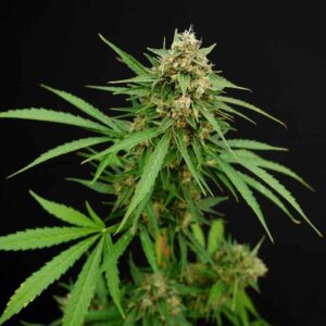 Gooseberry Syrup Autoflower Seeds