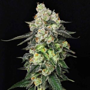 Grease Monkey Autoflower Seeds