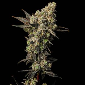 Lemon Fresh Feminized Seeds