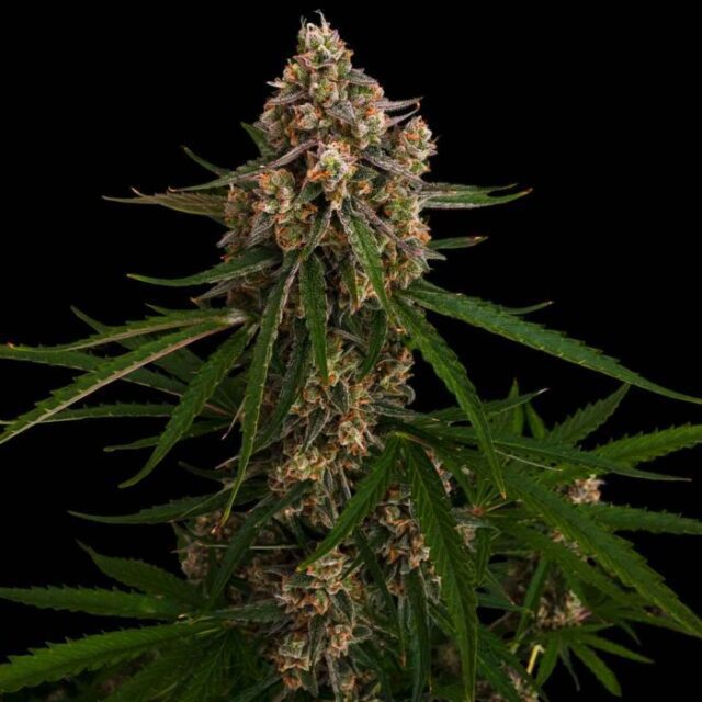 Lime Glow Autoflower Seeds