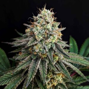 Papaya Kush Autoflower Seeds