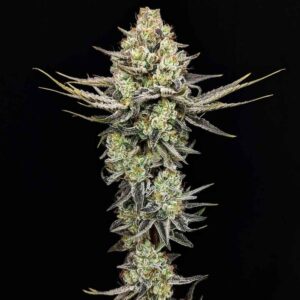 Pineapple Donut Feminized Seeds