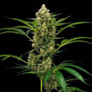 Rocket Juice Autoflower Seeds