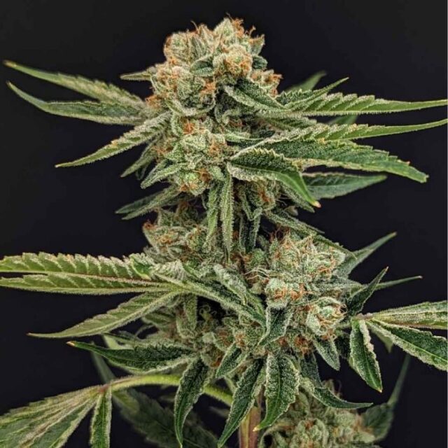 Super Yuzu Feminized Seeds