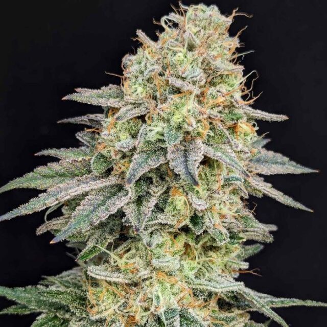 Sweet Tartz Feminized Seeds