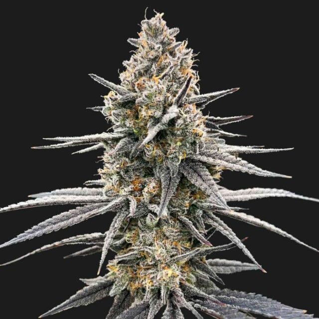 Sweet Tartz Feminized Seeds