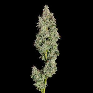 Pineapple Daddy Auto Feminized Seeds