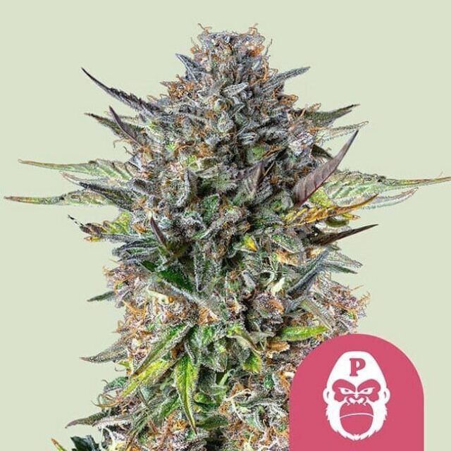 Pink Gorilla Feminized Seeds