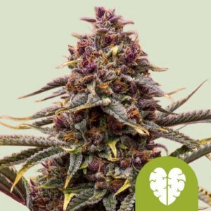 Pink Mist Auto Feminized Seeds