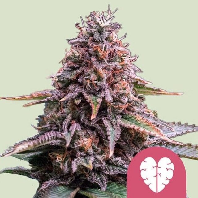 Pink Mist Feminized Seeds