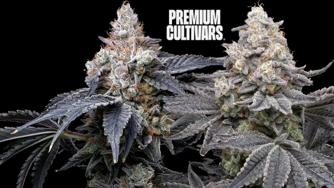 Premium Cultivars cannabis seeds just added