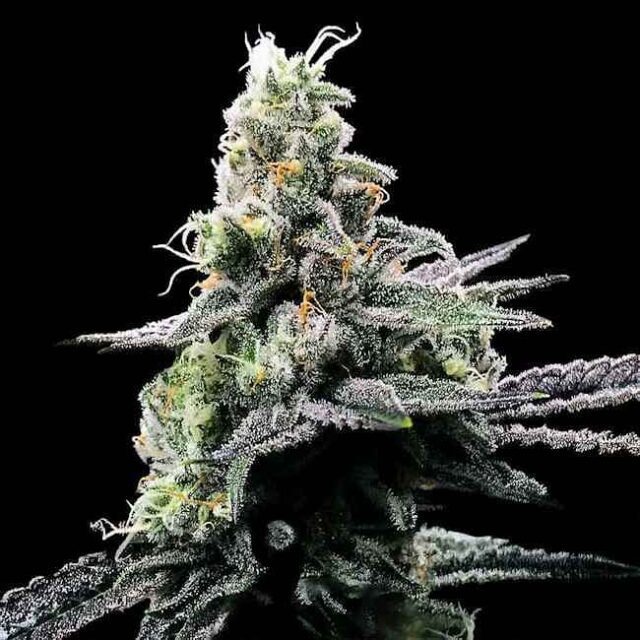 Purple Chocolope Feminized Seeds