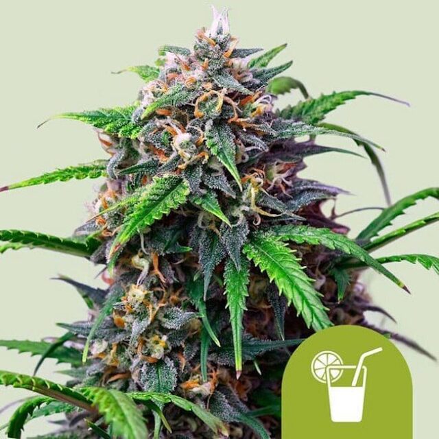 Purple Lemonade Auto Feminized Seeds