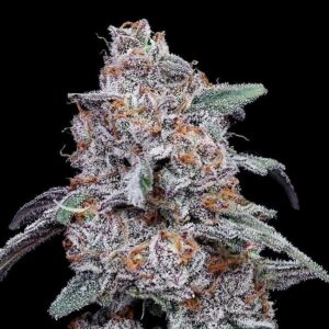 Purple People Eater Auto Feminized Seeds