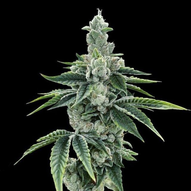 Recon 2.0 Feminized Seeds