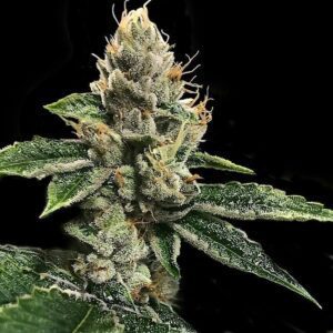 RP43 S1 (aka Richard Petty) Feminized Seeds