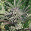 Serious 6 Regular Seeds