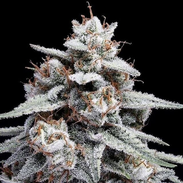 Skywalker Kush Auto Feminized Seeds