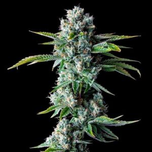 Skywalker Kush Regular Seeds