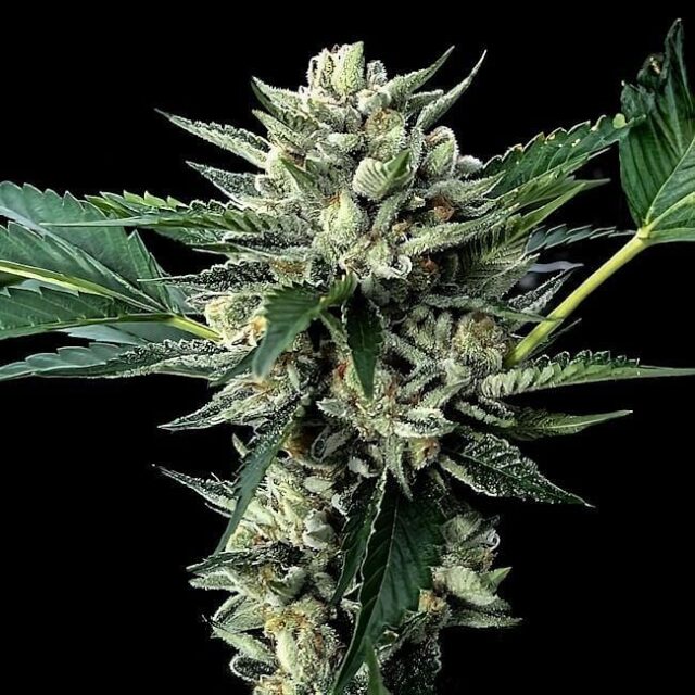 Sour Garlic x Honey Banana Feminized Seeds