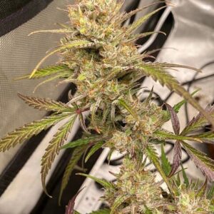 Space Station Gold F1 Auto Feminized Seeds