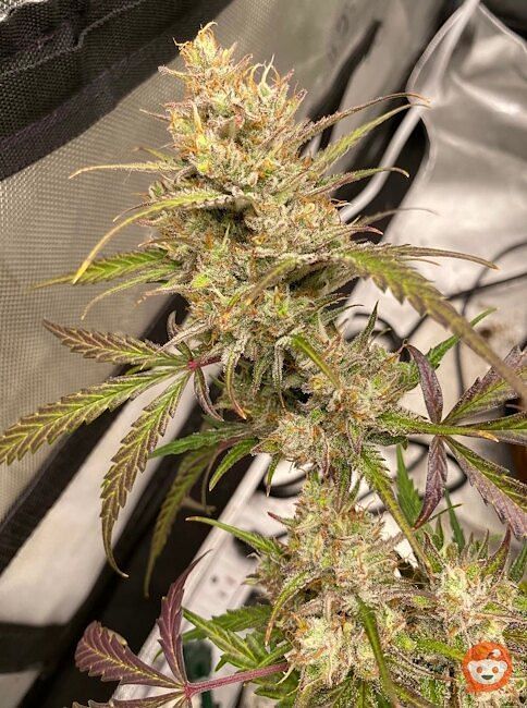 Space Station Gold F1 Auto Feminized Seeds