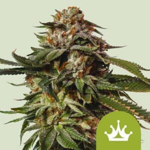 Special Queen 1 Auto Feminized Seeds