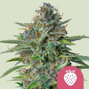 Strawberry Cough Feminized Seeds