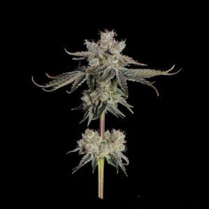 Sweet 16 Feminized Seeds