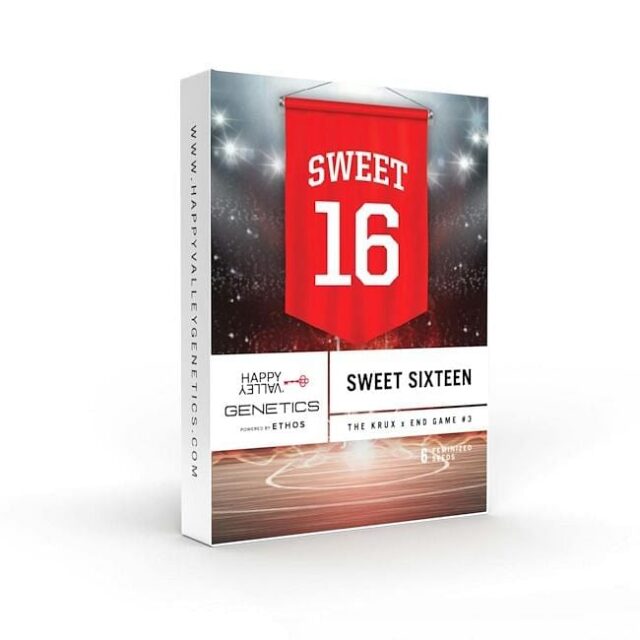 Sweet 16 Feminized Seeds