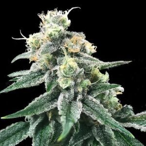 Swiss Miss Feminized Seeds